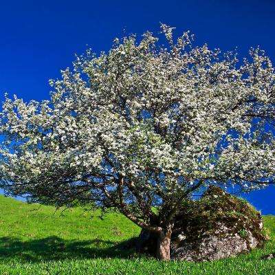 手游赏金女王免费下载